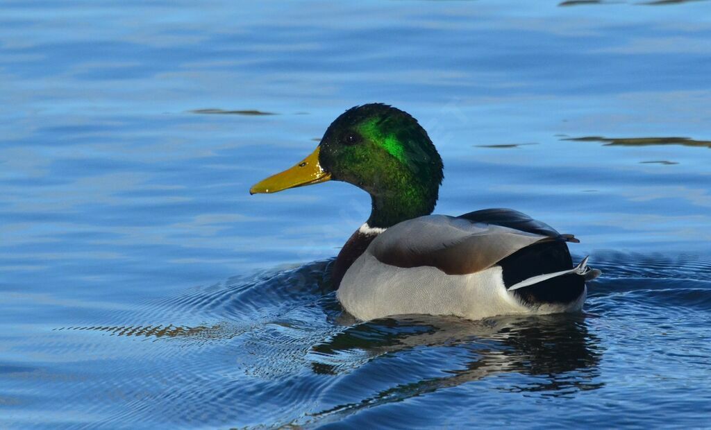 Canard colvert mâle adulte, identification