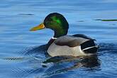 Canard colvert