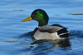 Mallard