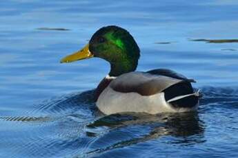 Canard colvert