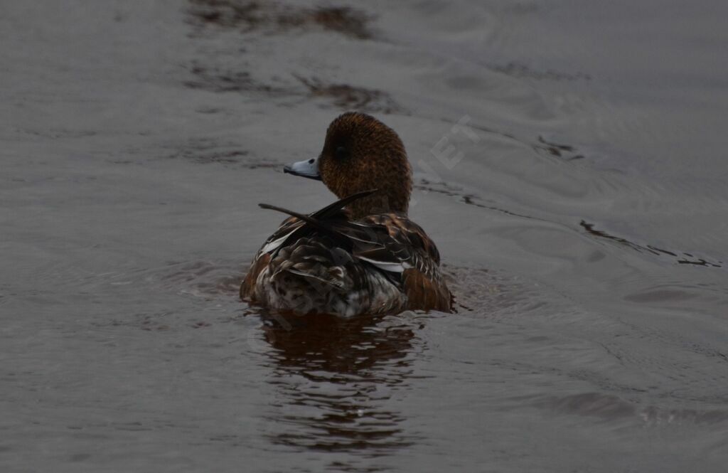 Canard siffleuradulte internuptial, identification