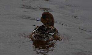 Canard siffleur