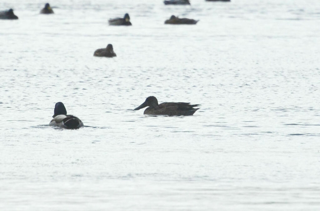 Canard souchet