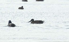 Northern Shoveler