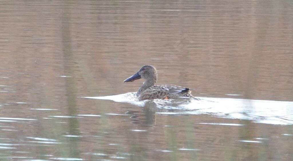 Canard souchet femelle adulte