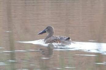 Canard souchet