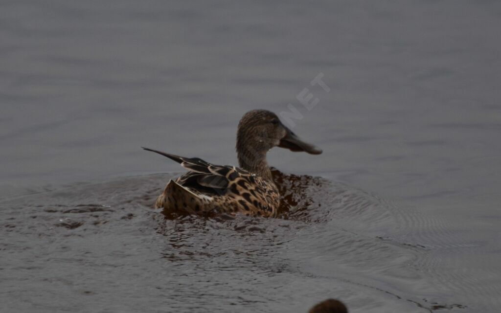 Northern Shoveler female adult