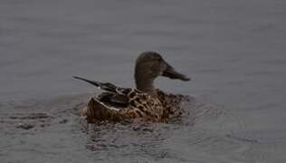 Northern Shoveler