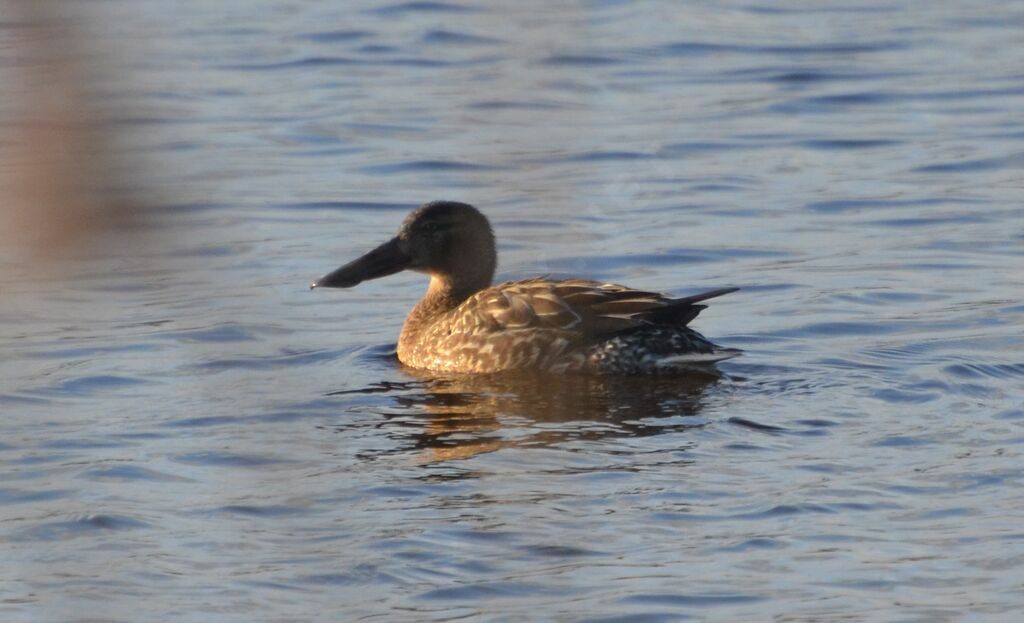 Canard souchet femelle adulte