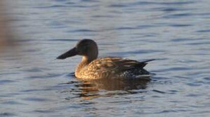 Canard souchet