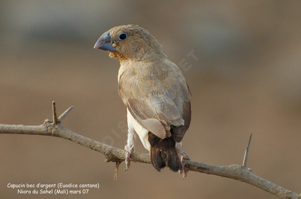 African Silverbilladult