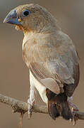 African Silverbill