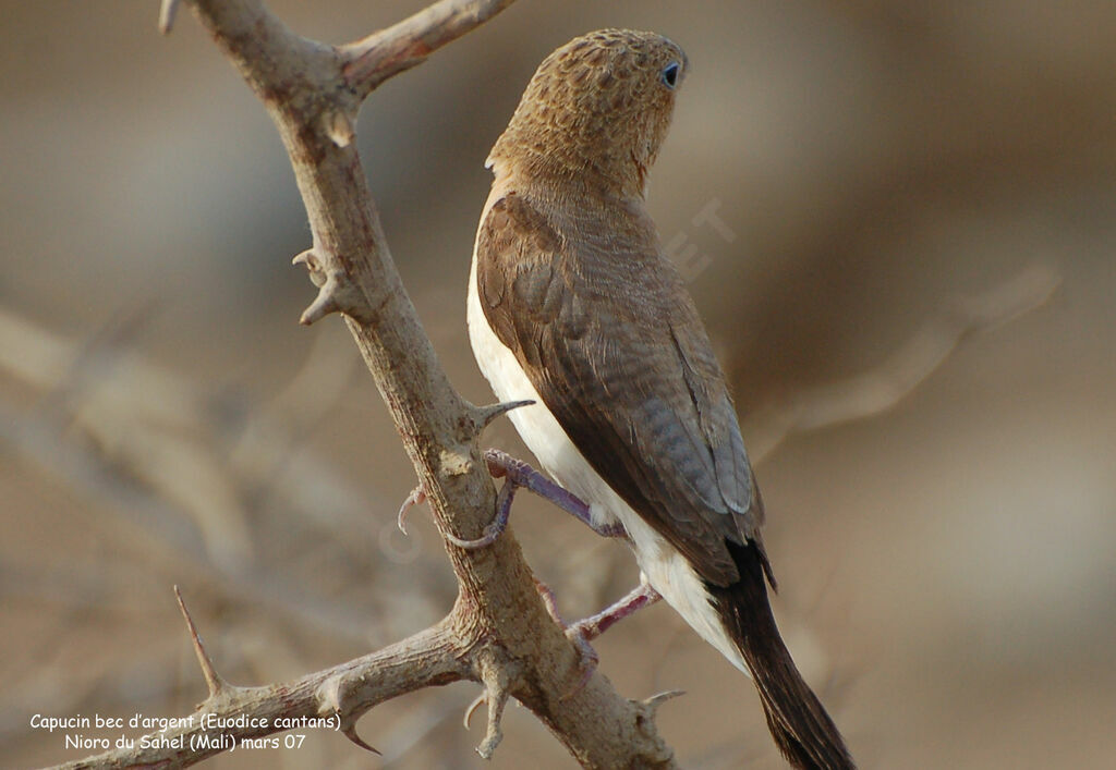 African Silverbilladult