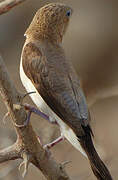 African Silverbill