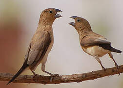 African Silverbill