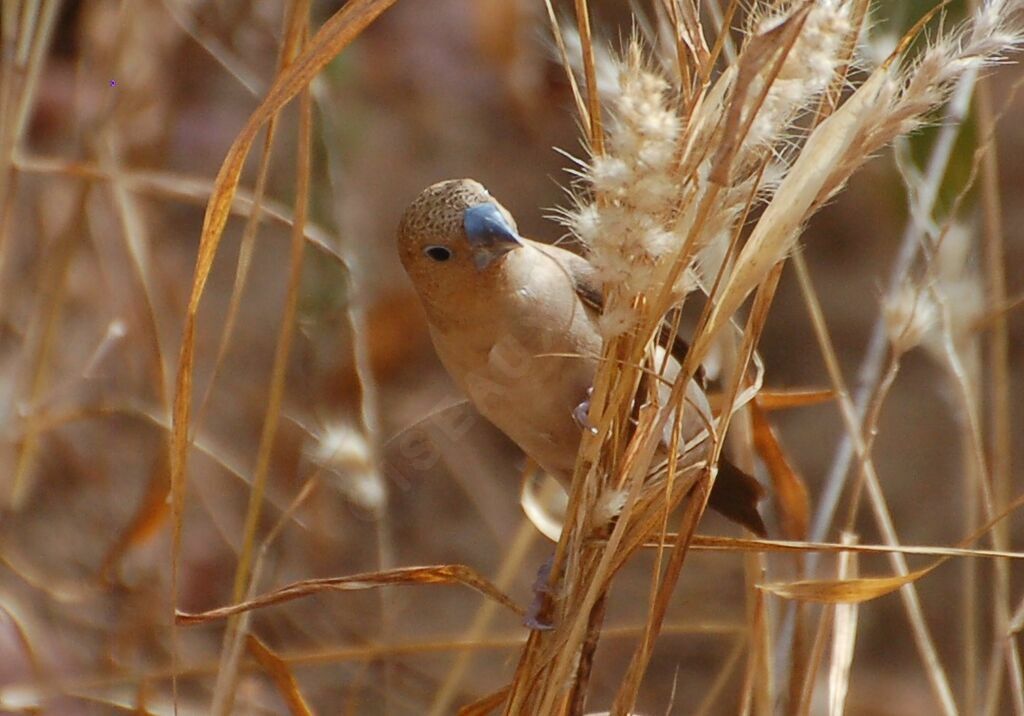 Capucin bec-d'argentadulte, identification