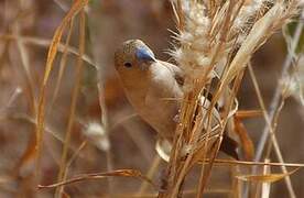 African Silverbill