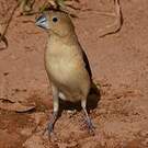 Capucin bec-d'argent