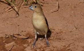 African Silverbill