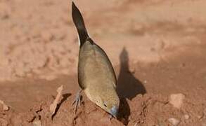 African Silverbill