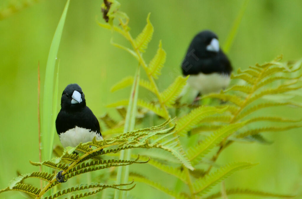 Black-and-white Mannikinadult, aspect