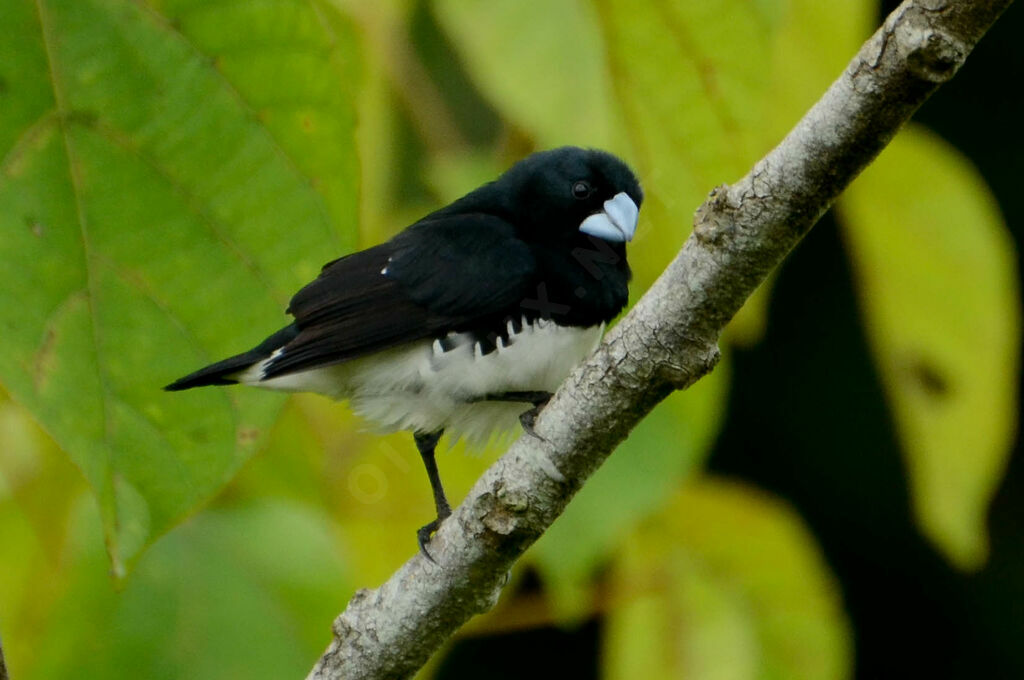 Black-and-white Mannikinadult breeding, identification, pigmentation