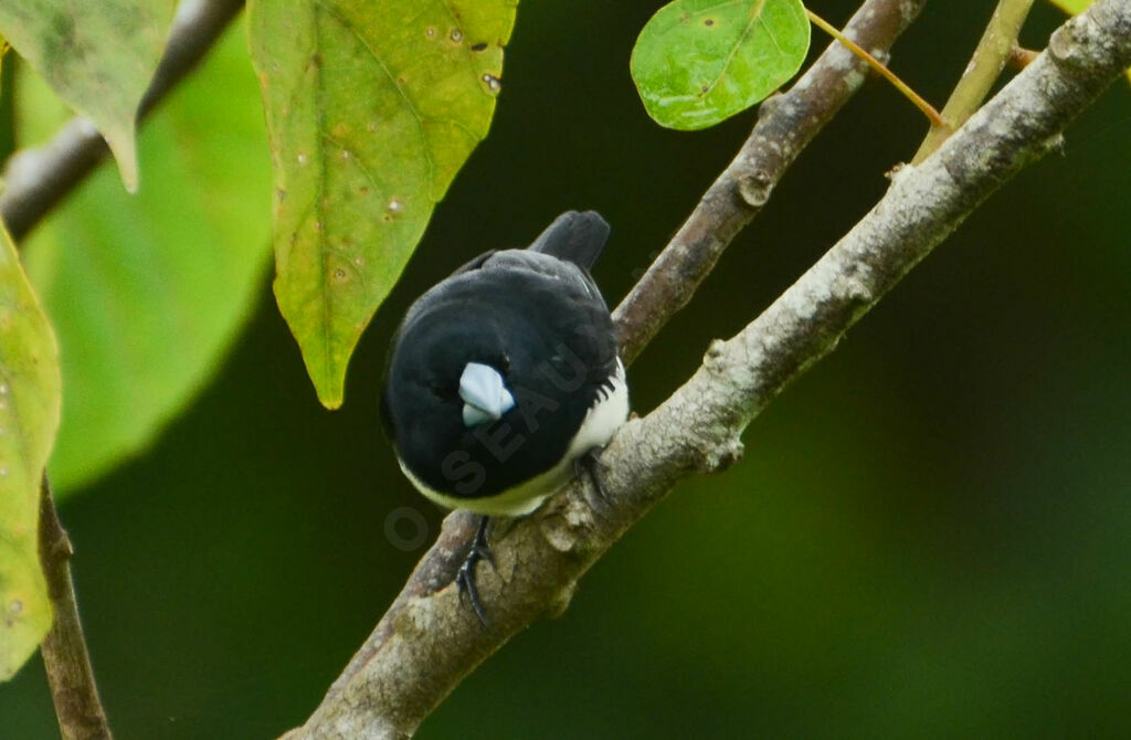 Capucin bicoloreadulte, identification, composition