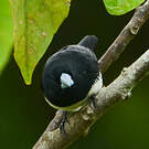 Capucin bicolore