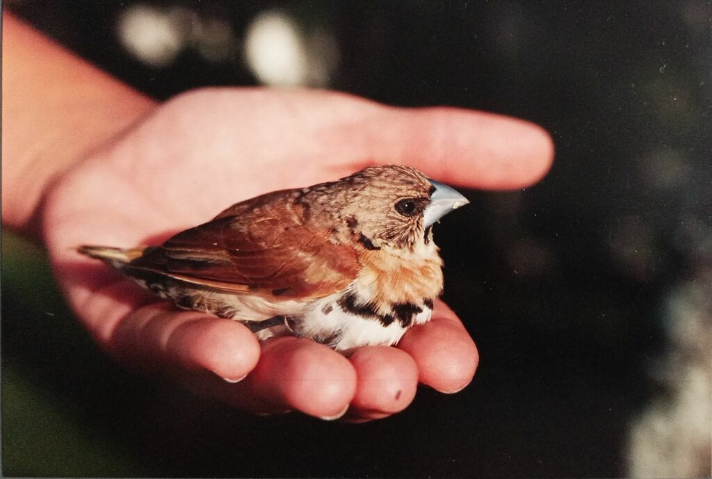 Chestnut-breasted Mannikinimmature