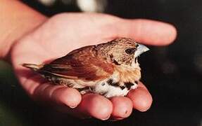 Chestnut-breasted Mannikin