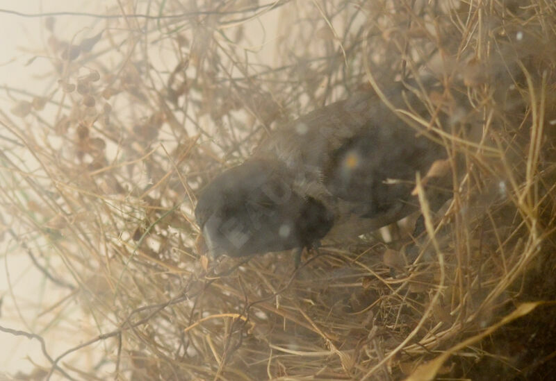 Bronze Mannikinadult, Reproduction-nesting