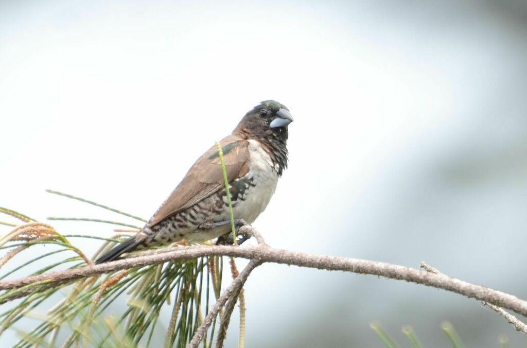 Bronze Mannikinadult, identification