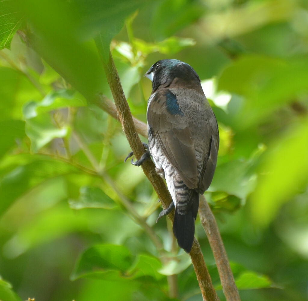 Bronze Mannikinadult, identification