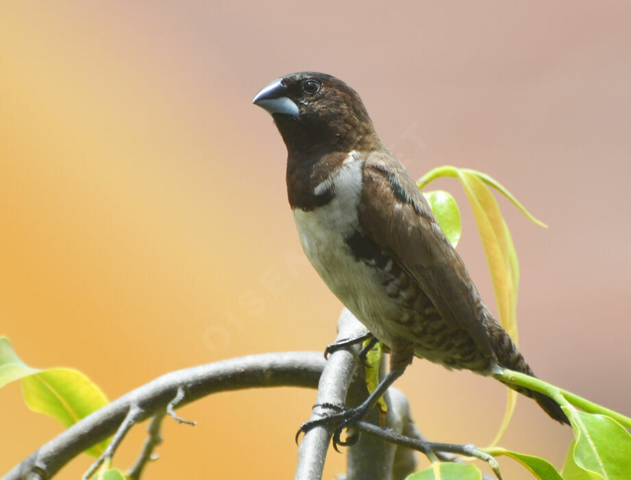 Bronze Mannikinadult, identification