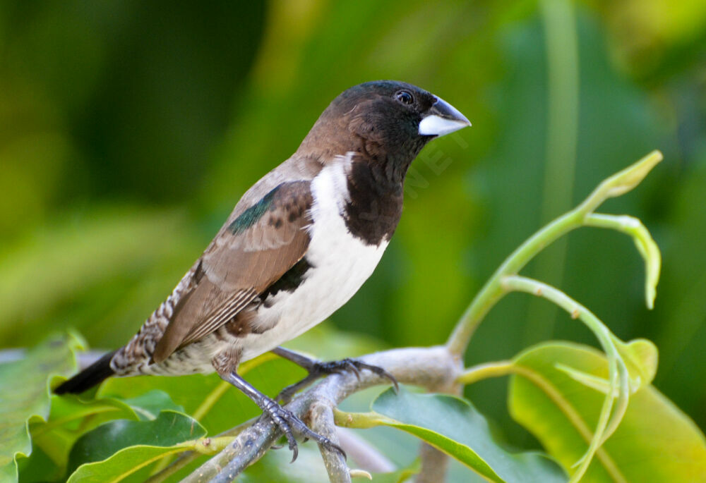 Bronze Mannikinadult, Reproduction-nesting