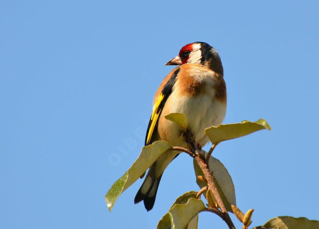 European Goldfinch male adult, identification