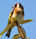 Chardonneret élégant