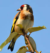 European Goldfinch