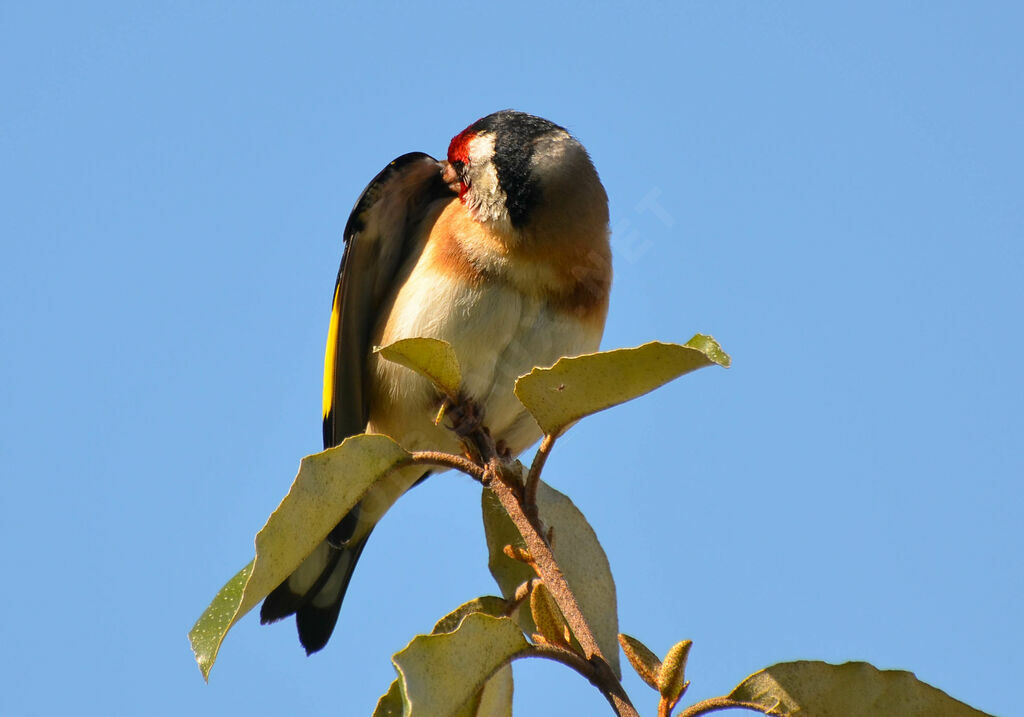 European Goldfinch male adult