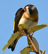 European Goldfinch