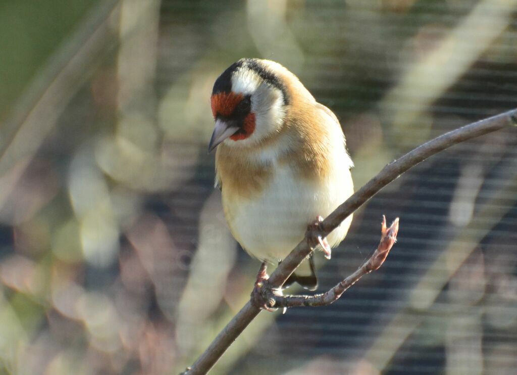 European Goldfinchadult, identification