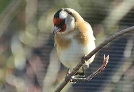 European Goldfinch