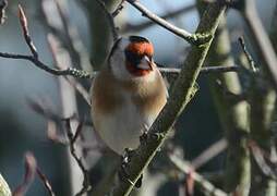 European Goldfinch