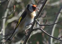 European Goldfinch