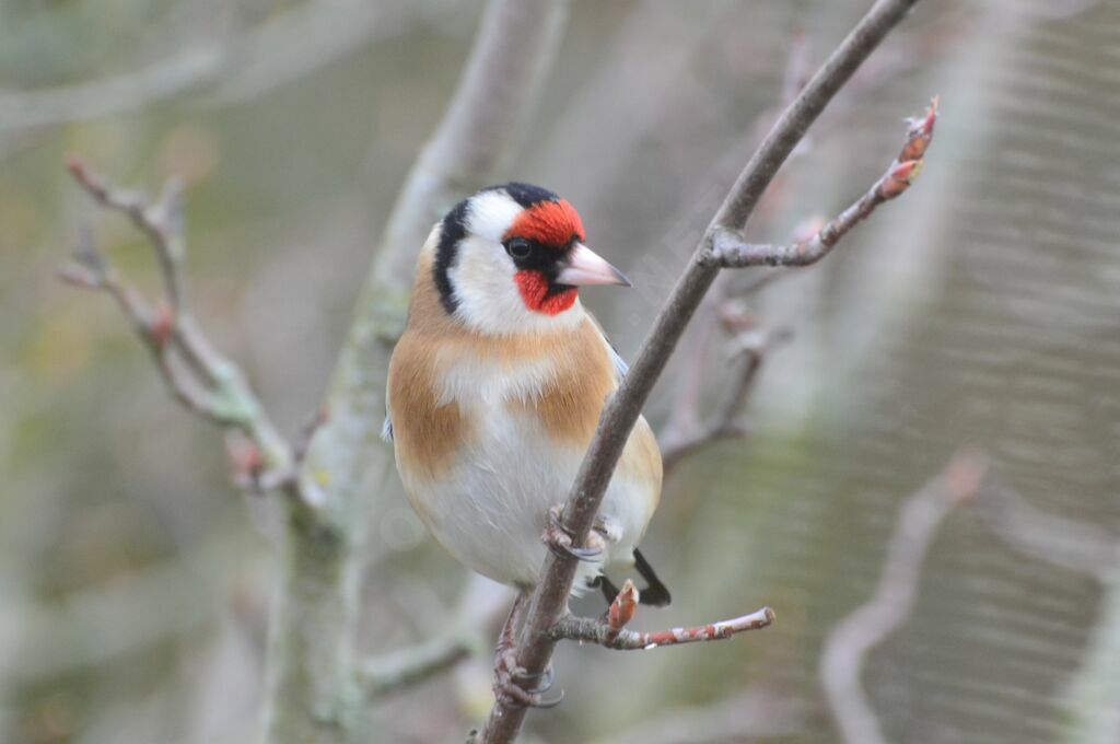 European Goldfinchadult, identification