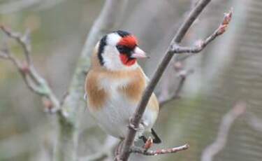 Chardonneret élégant