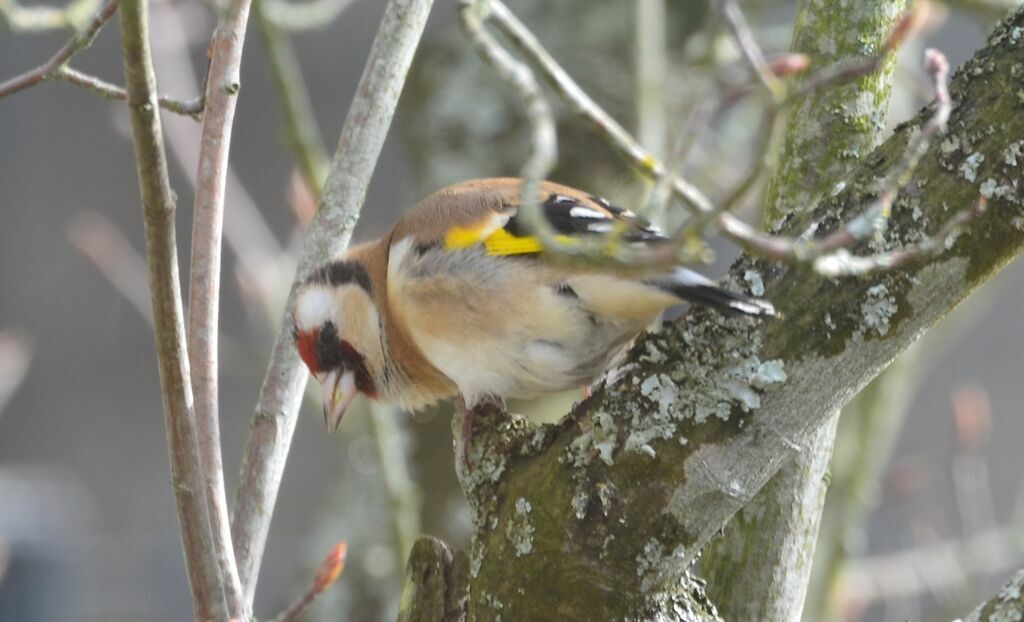 European Goldfinchadult, identification