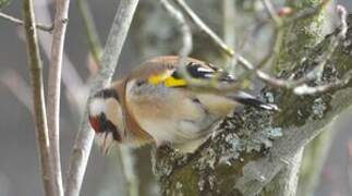 Chardonneret élégant