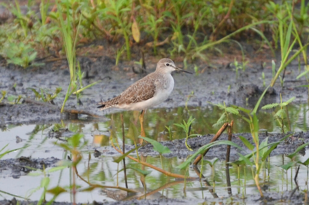 Lesser Yellowlegsadult, identification