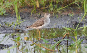 Lesser Yellowlegs